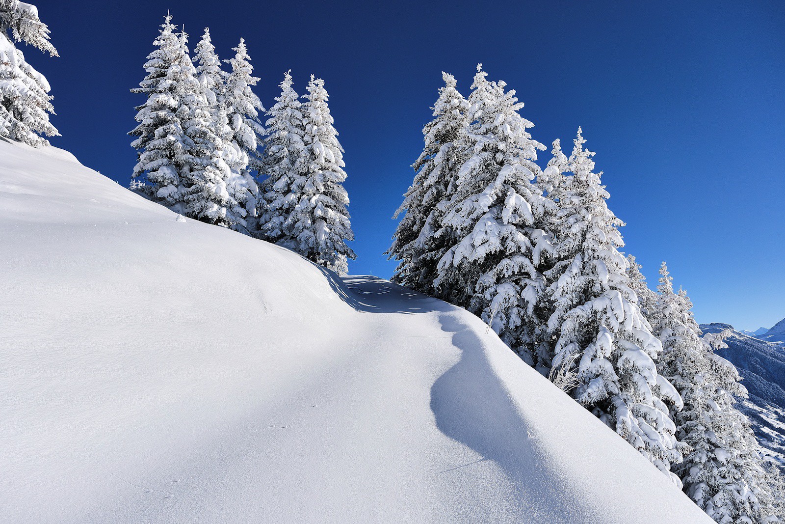 Les épicéas croulent sous la neige.