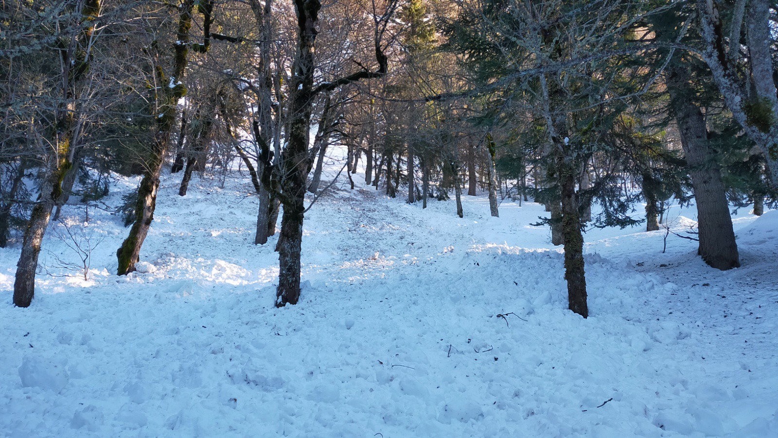 Coulée de neige lourde en forêt, quand même !