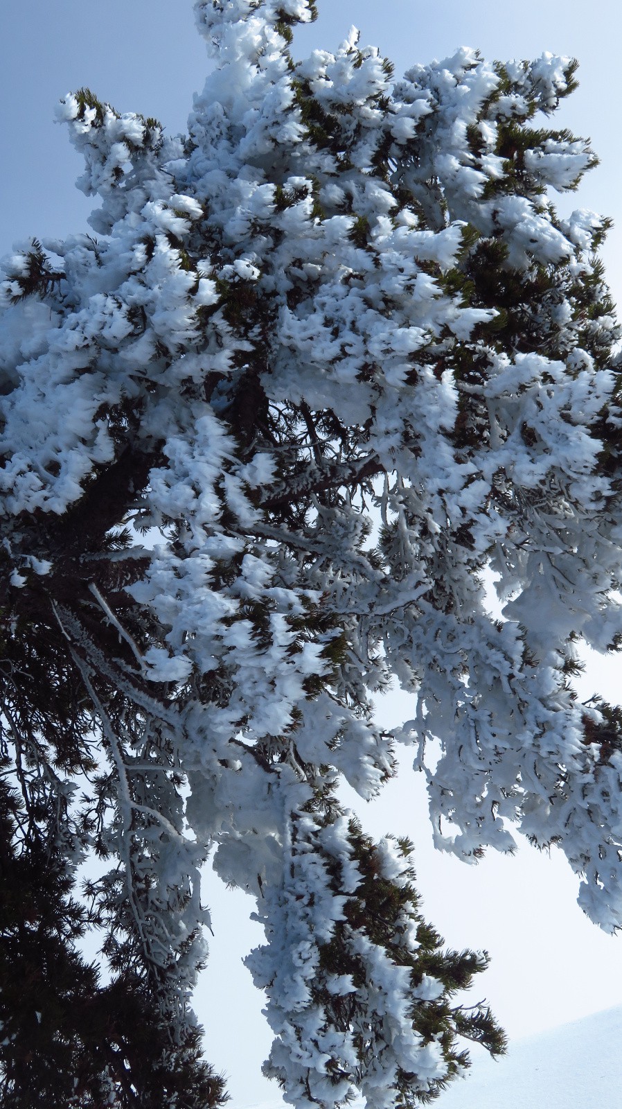 pins en fleurs d'hiver