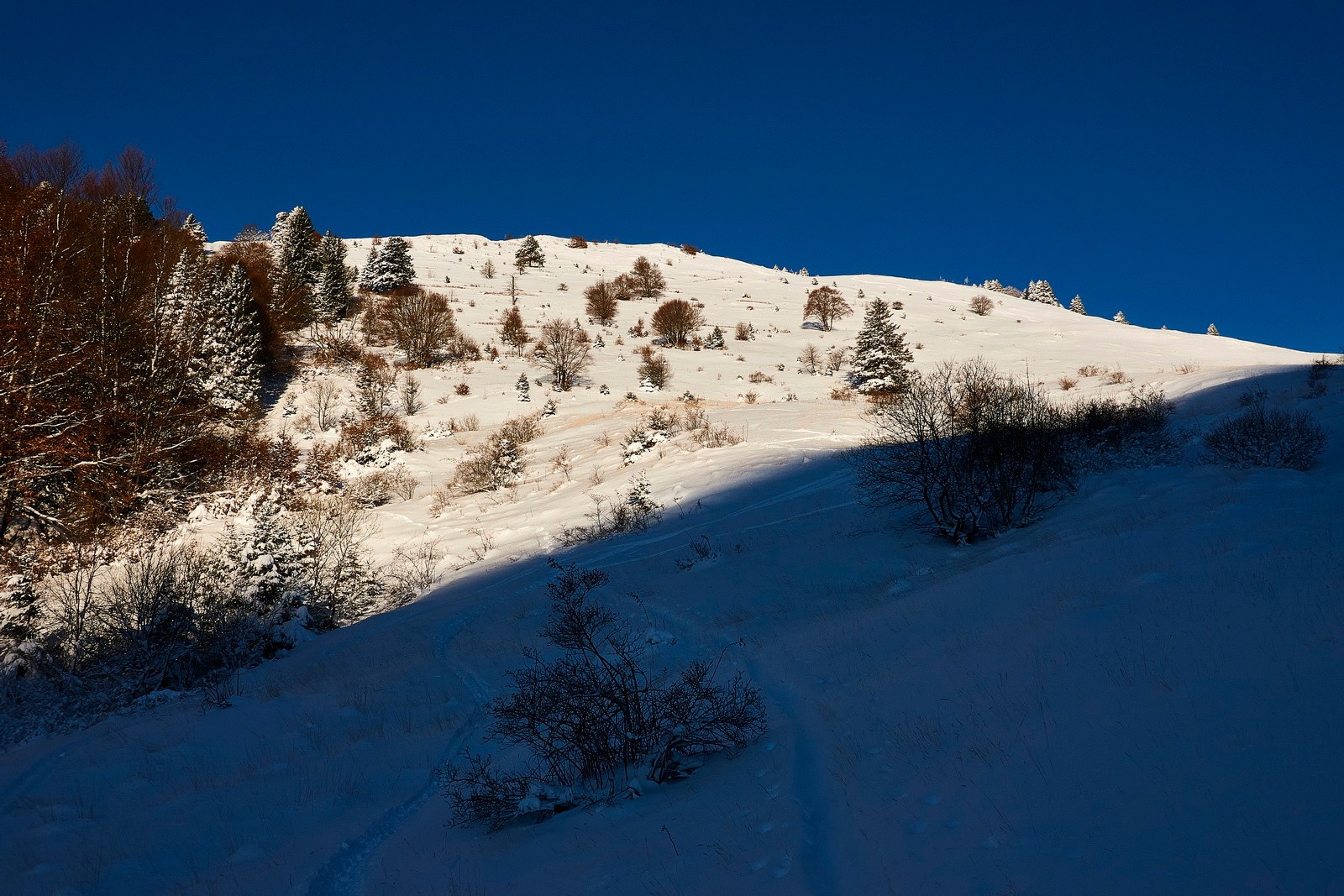 Pravouta immaculé...