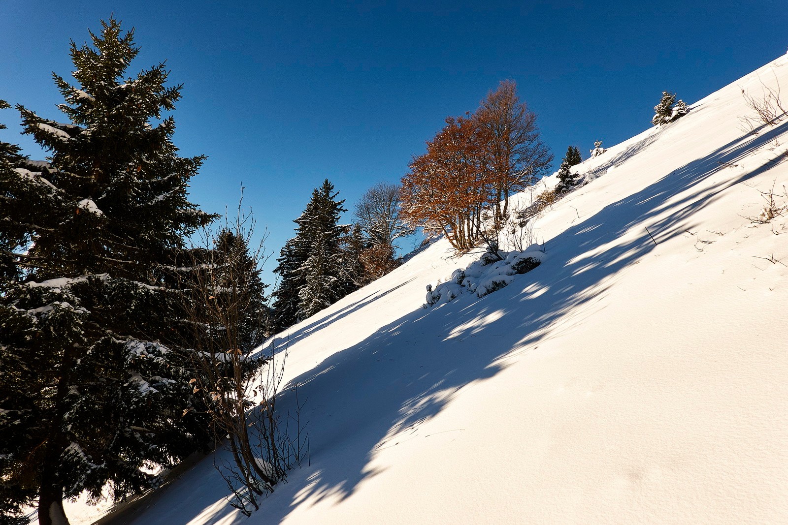 Zig et Zag entre arbres et sapins...