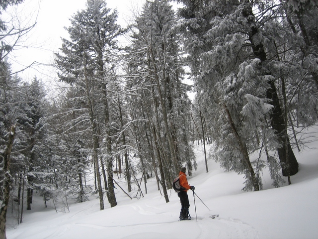Versant W du col de Charmille : Belle forêt et une neige plutôt pas mal