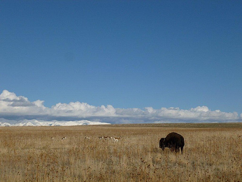 le bison, les antilopes et les Wasatch mountains