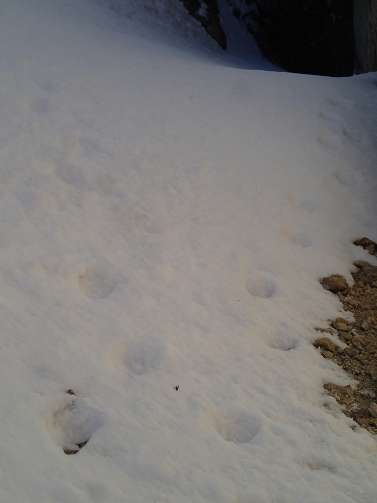 Tête de Chat : un renard alpiniste est  passé par là...