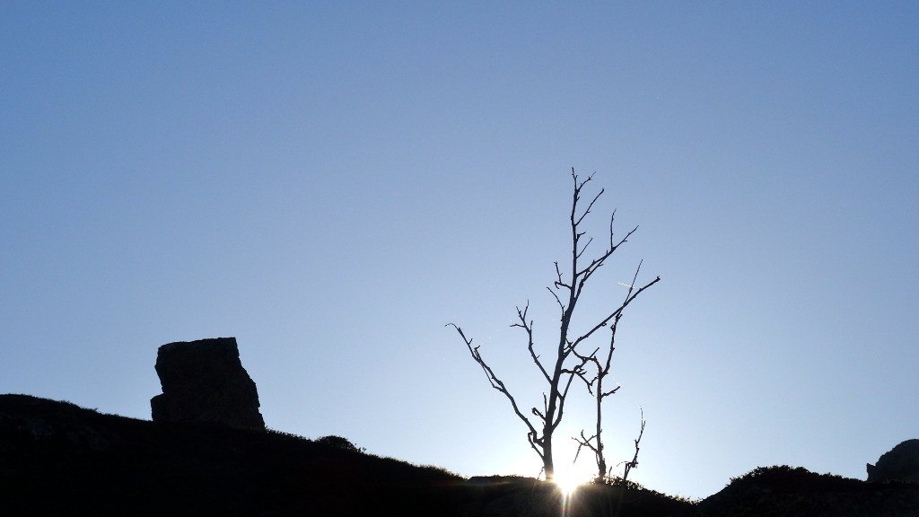 solitaires - le rocher, l'arbre, qui se la jouent australienne