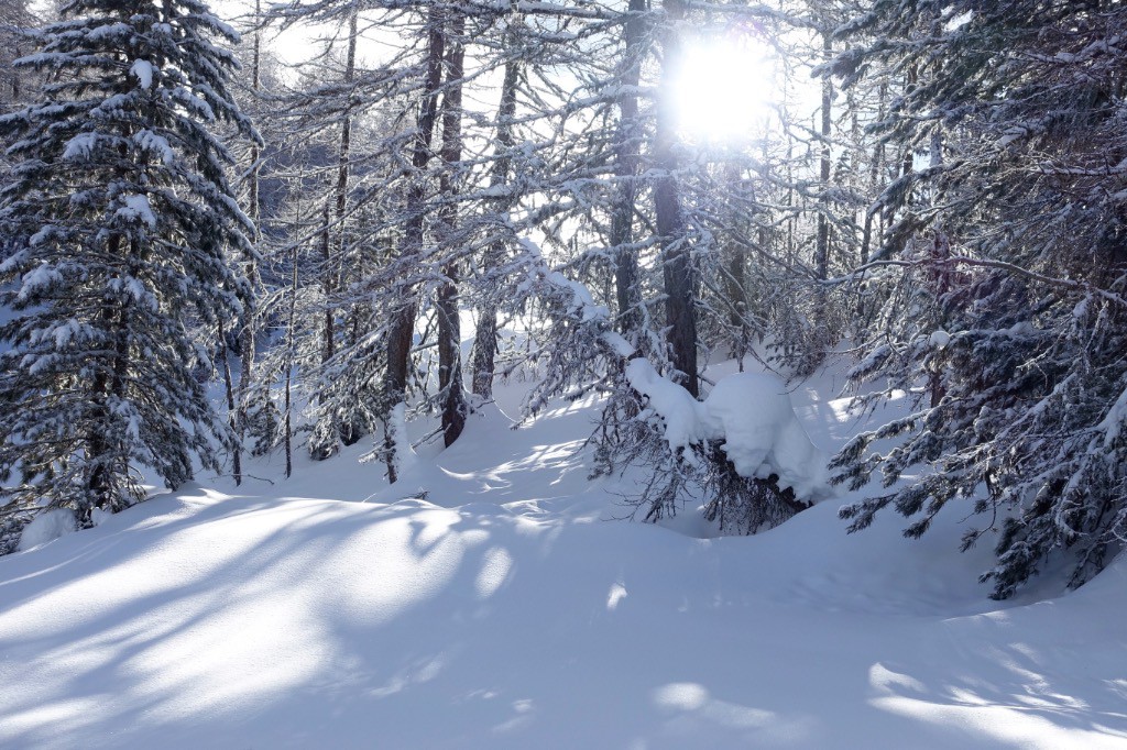 Forêt enchantée