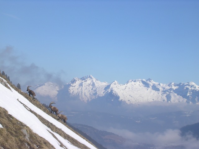 bouquetins : bouquetins sur fond de Haut Giffre...