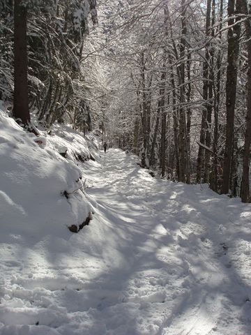Montée dans le bois : peu de neige sur le chemin