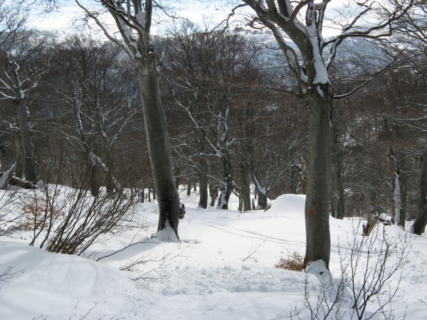 Crête de Scaldasole : Passage en forêt entre les bergeries des Pozzi et Foce d'Astra.