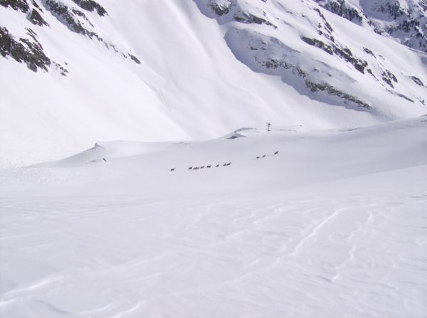 nouvelle race de randonneurs : La tribu des 13 chamois...