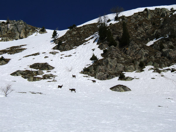 Cime du Diable : Les Chamois se demandent qui c'est qui passe en glissant comme un fou.
