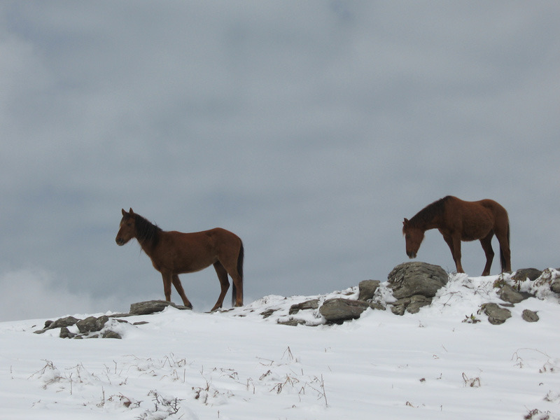 Rencontre... : Deux juments coincées sur les crêtes.