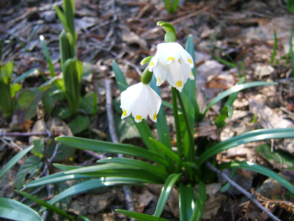Antoroto : C'est le printemps!