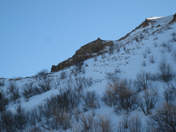 Petit vallon magique : Où est le chamois imperturbable ?