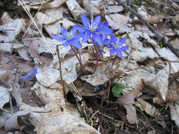col des berches : sous le village de Lanchatra.. c'est déjà le début du printemps