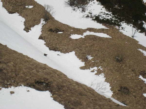 Chamois : Sous la cascade de l'Aigle