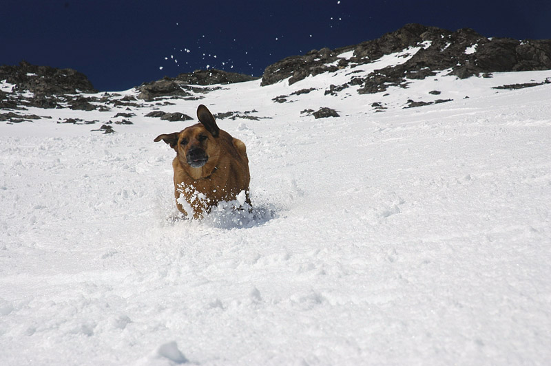 Django : en profite à fond. La neige de printemps, c'est quand même mieux que la profonde de janvier !!!