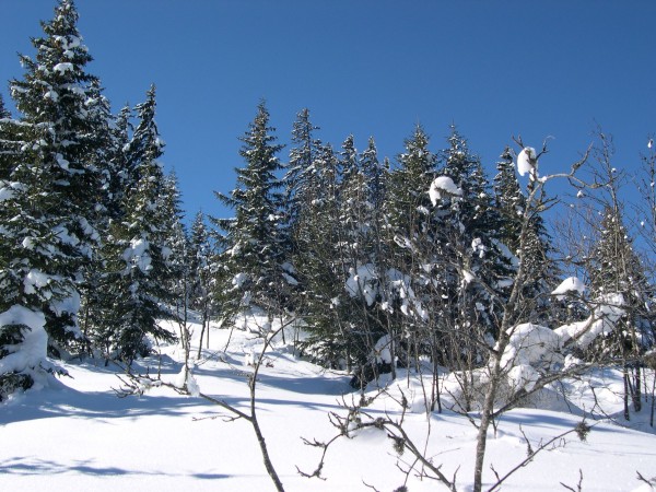 Arbres enneigés : Des arbres encores enneigés