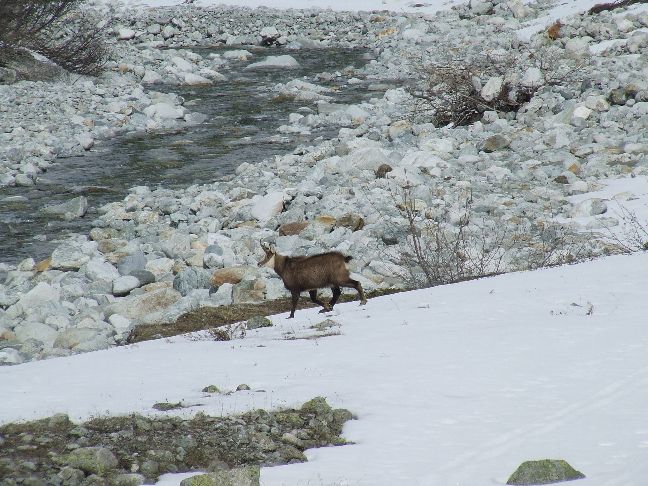 chamois : tranquillité avant la période estivale