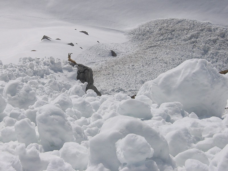 Bouquetin : Pendant que certains galèrent dans les coulées d'avalanche, d'autres se prélassent au soleil.
