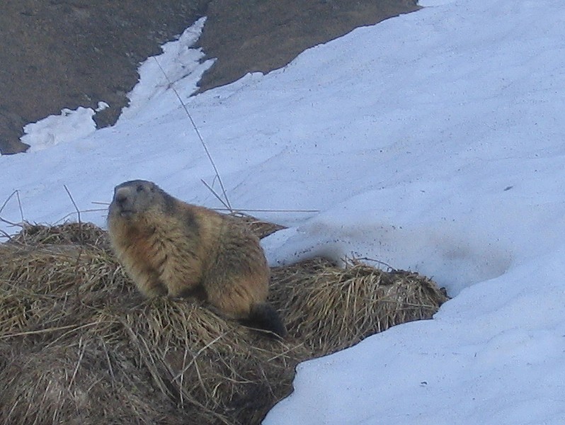 Marmotte : une bonne dizaine de marmottes aperçues ce matin.