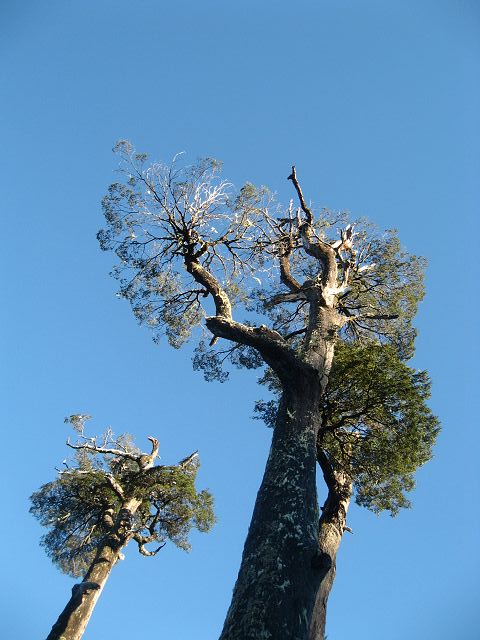 Coihues : Les coihues, autres grands arbres du sud