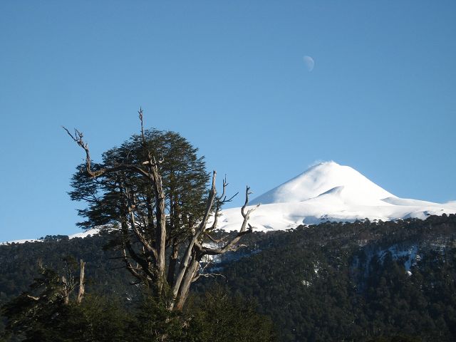 Villarica : Le Villarica au dessus de la foret andine