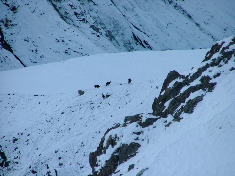 Chamois : Tranquille