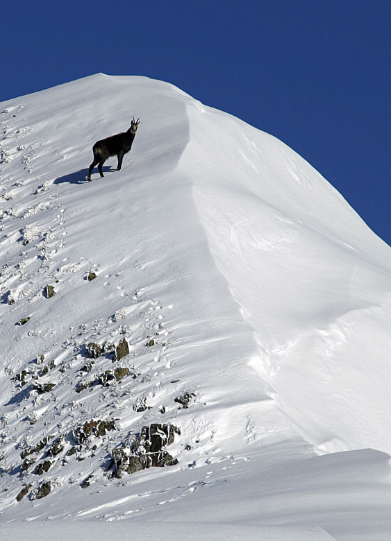Tête Pelouse : Chamois solitaire sur l'arête.