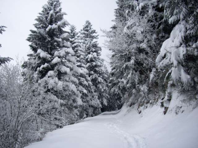 Des sapins bien chargés : Toujours aussi beau