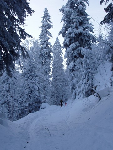 Montée au col de la Ruchère : Quand les arbres déchargent avec le vent, c'est "tout le monde aux abris"!!!