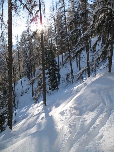 sous bois : neige et soleil