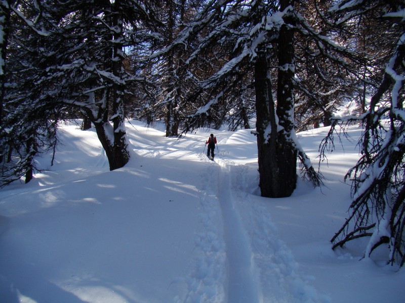 dans la forêt : belle trace au milieu des mélèzes encore chargés de neige