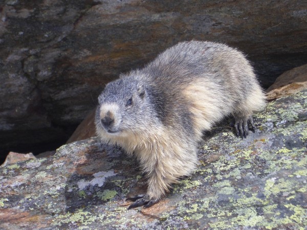 Marmotte : Les marmottes sont plus qu'accueillantes près du parking du départ!
Les chamois et bouquetins sont toujours proches aussi.