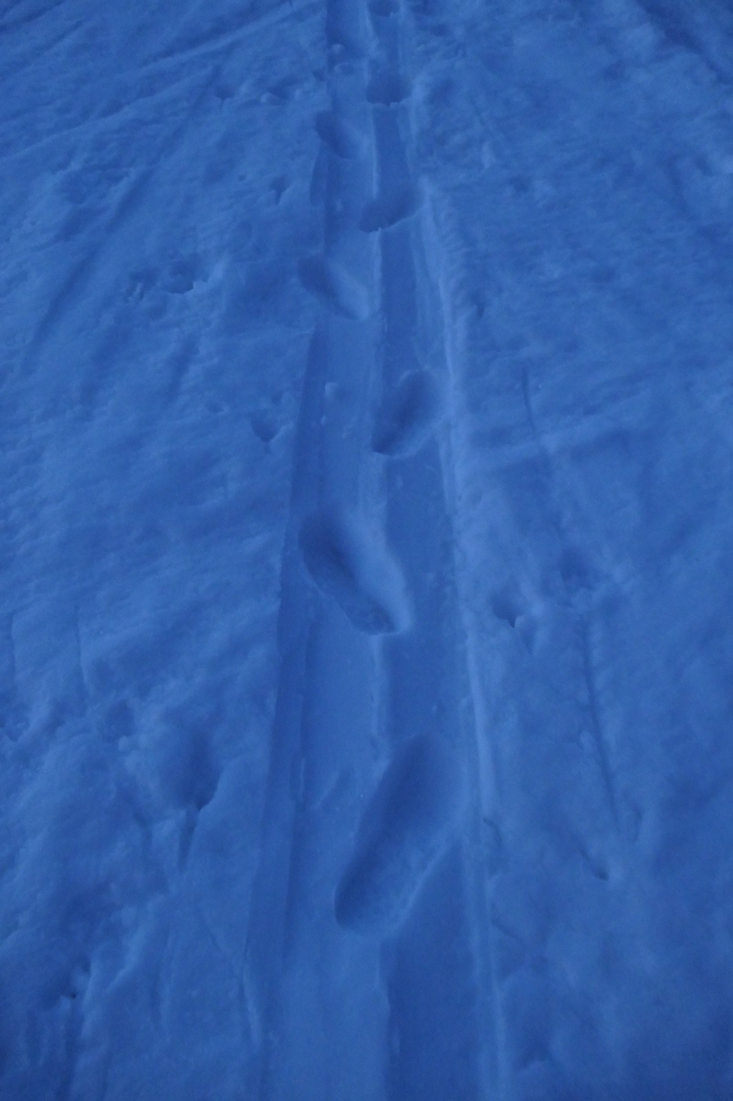 Dahu, ski devant, chaussure à l'arrière