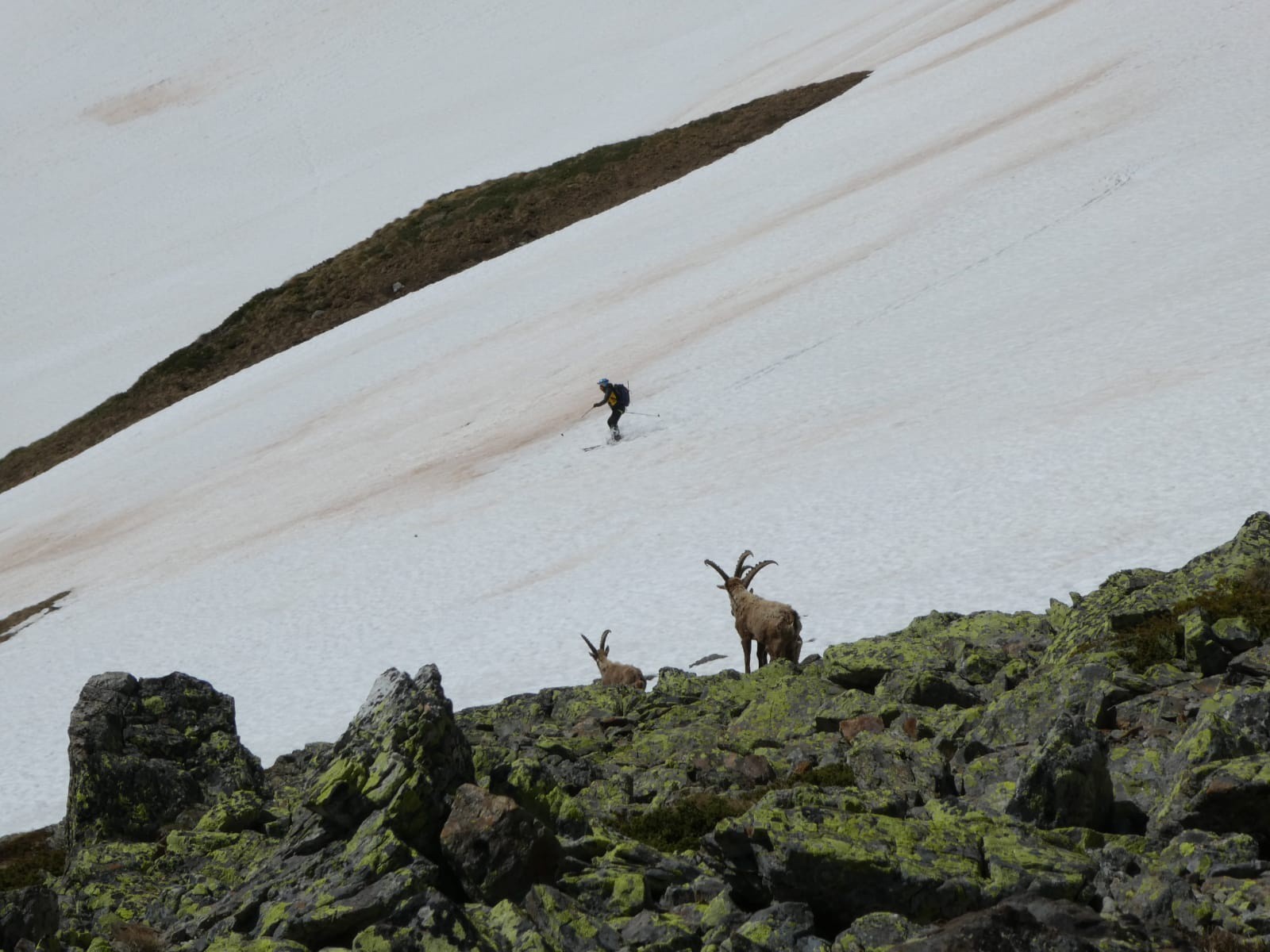 Un peu de faune en aval du glacier