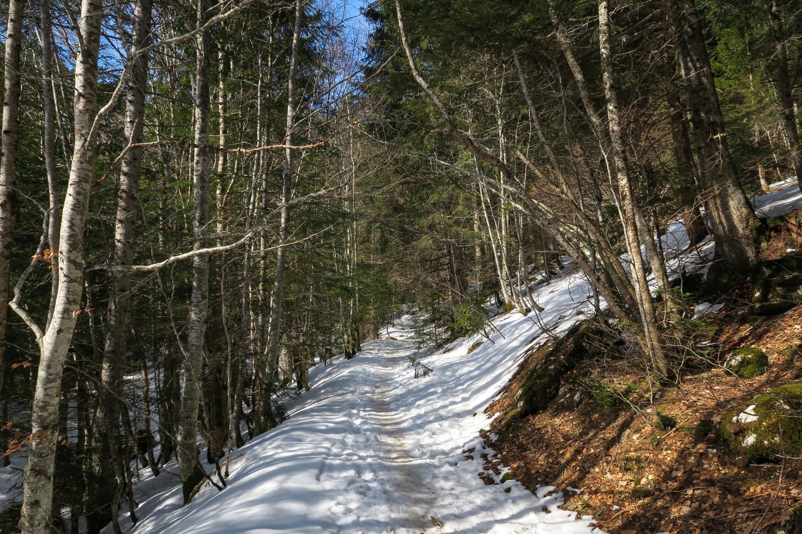 Dans la forêt en montant