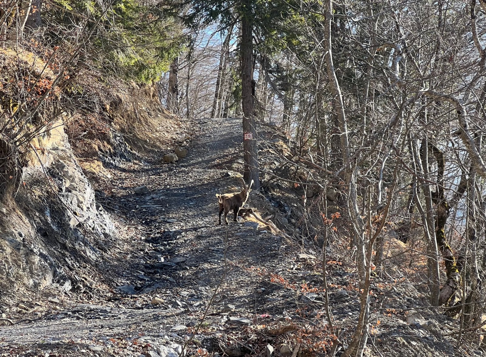 &nbsp;Copain du matin.