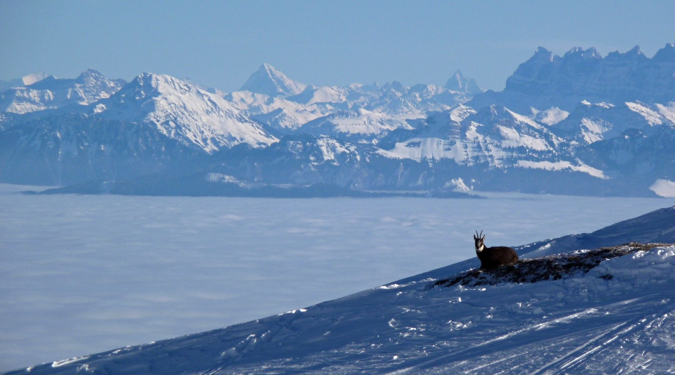 #3 Chamois contemplatif : Vue du balcon sur les Alpes Chamois contemplatif : Vue du balcon sur les Alpes