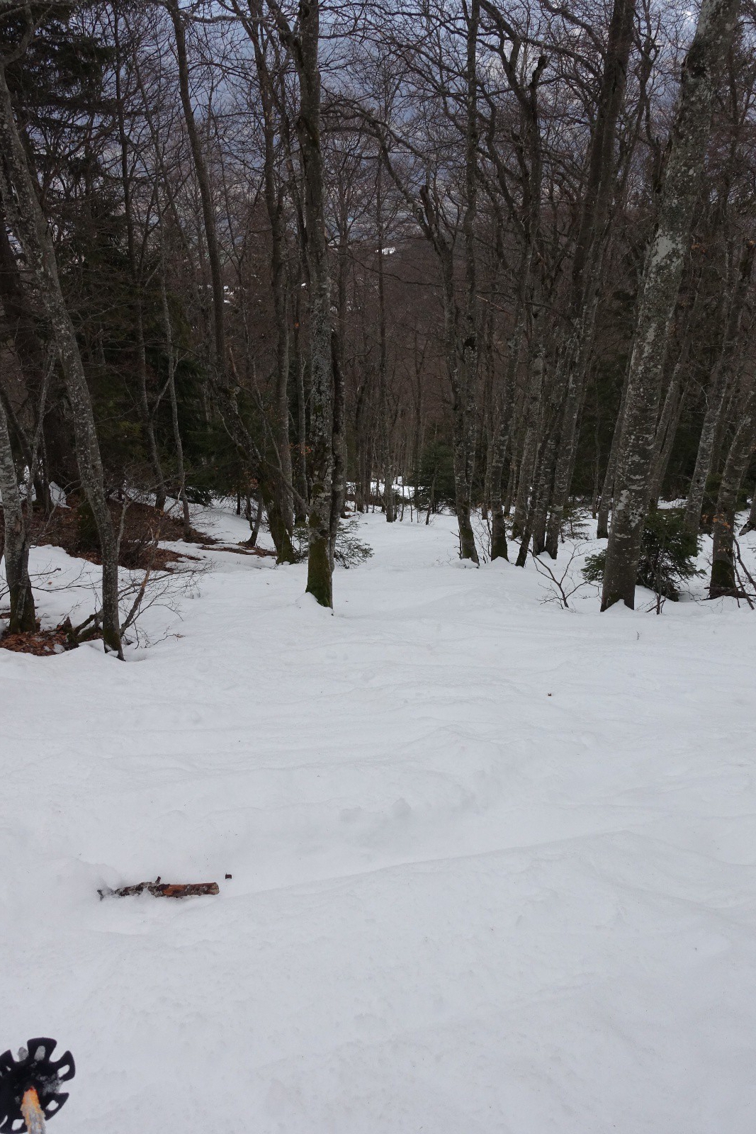Forêt toujours skiante 