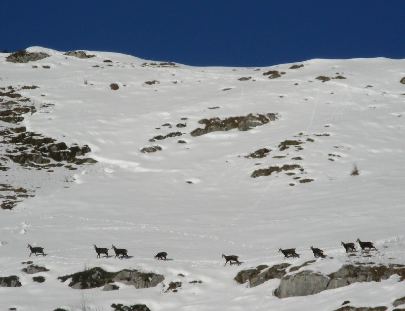 Chamois : Bonne surprise: une horde de chamois traverse sous le col de la Cochette...
