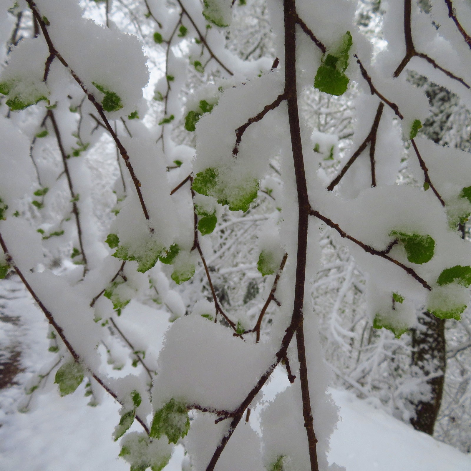 jeunes feuilles dans la neige