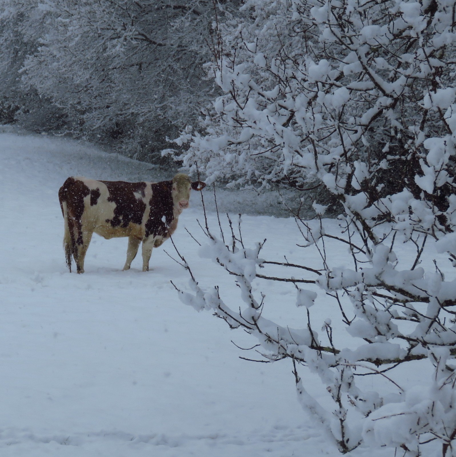 vache dans la neige