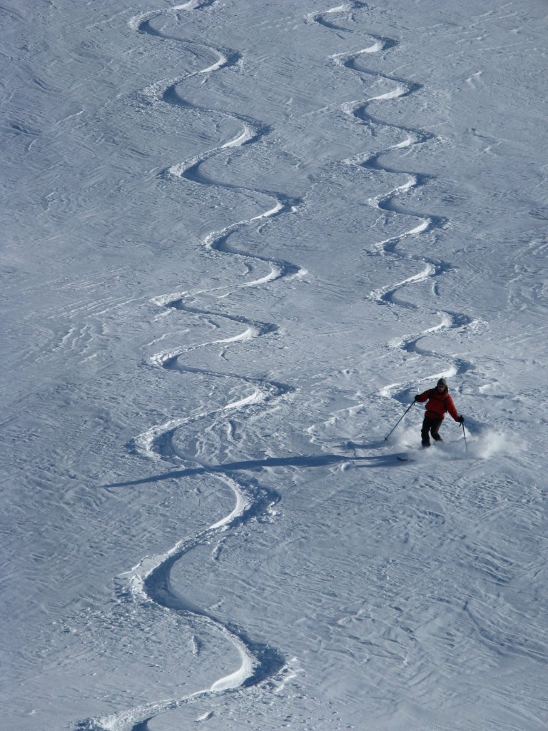 Gardiole de l'Alp NW : Excellente neige même en dehors des mélèzes