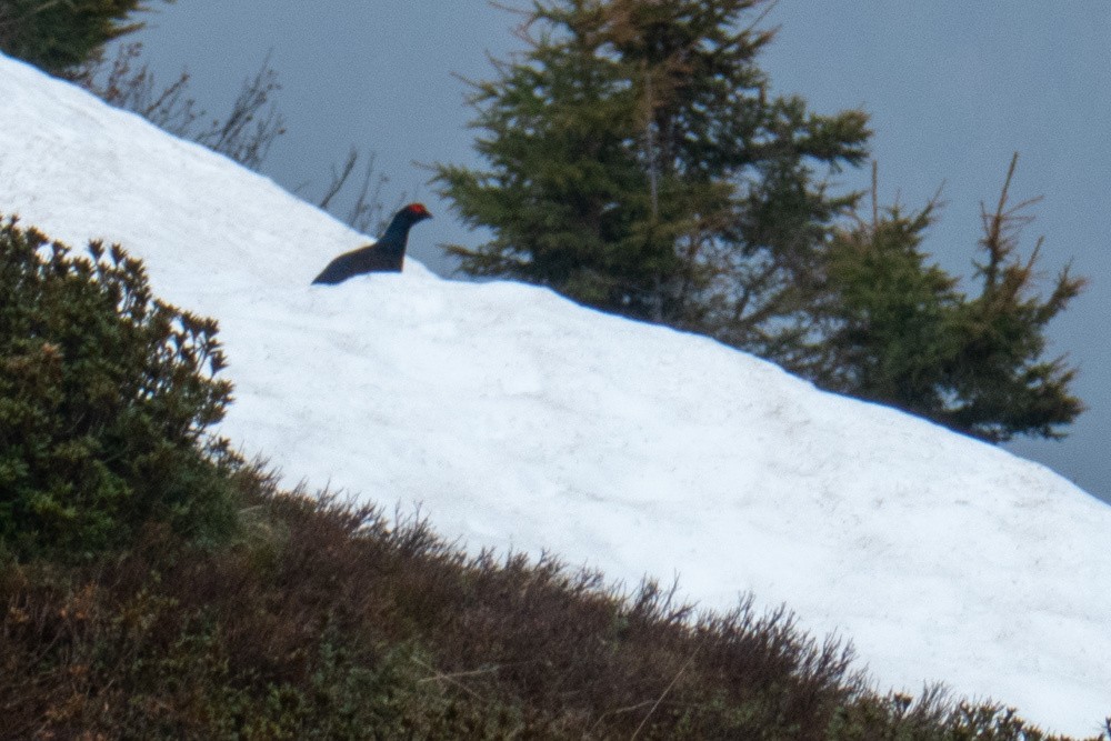 une bestiole..je l'ai prise pour une racine !