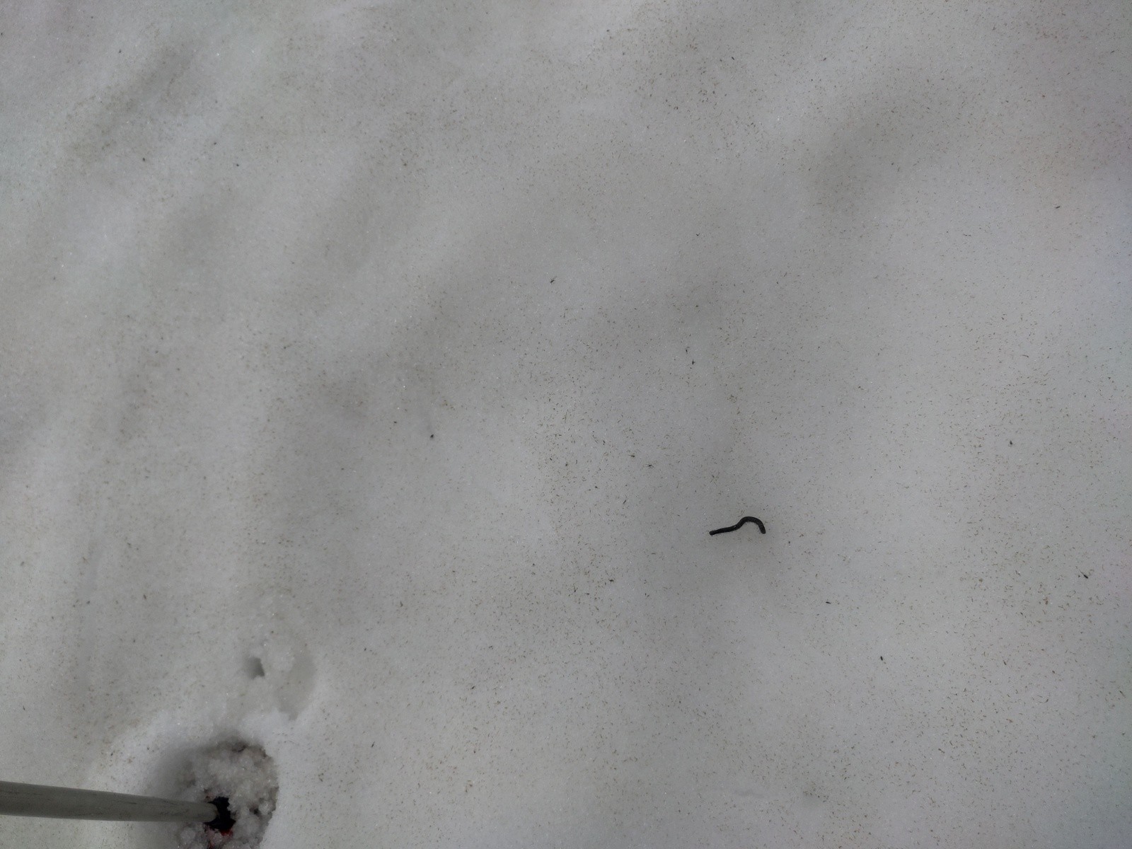 Les insectes ont profité des courants ascendant, il y en avait de partout sur la neige.