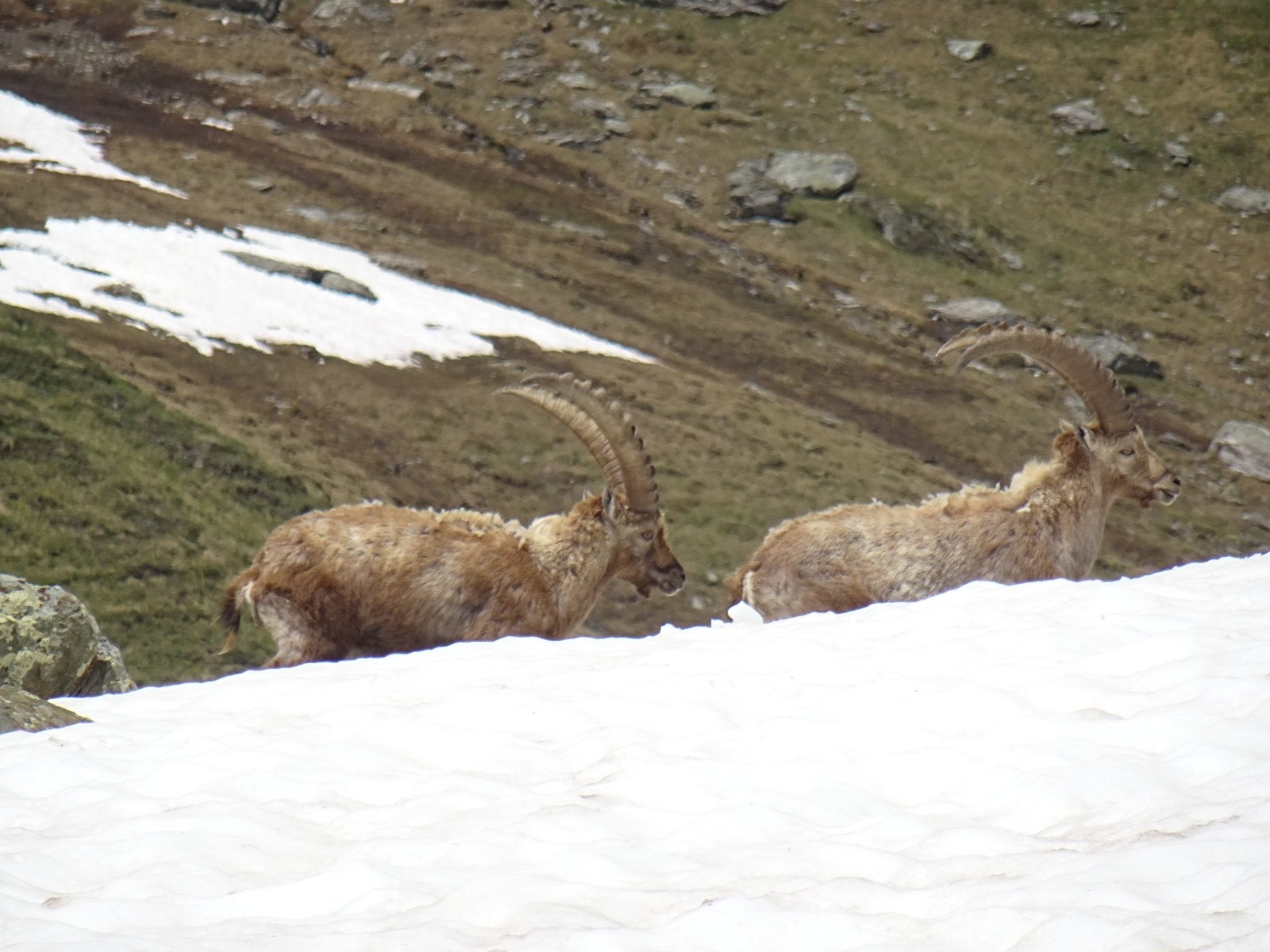 Bestioles en remontant au lac des Moutons, peu après le refuge
