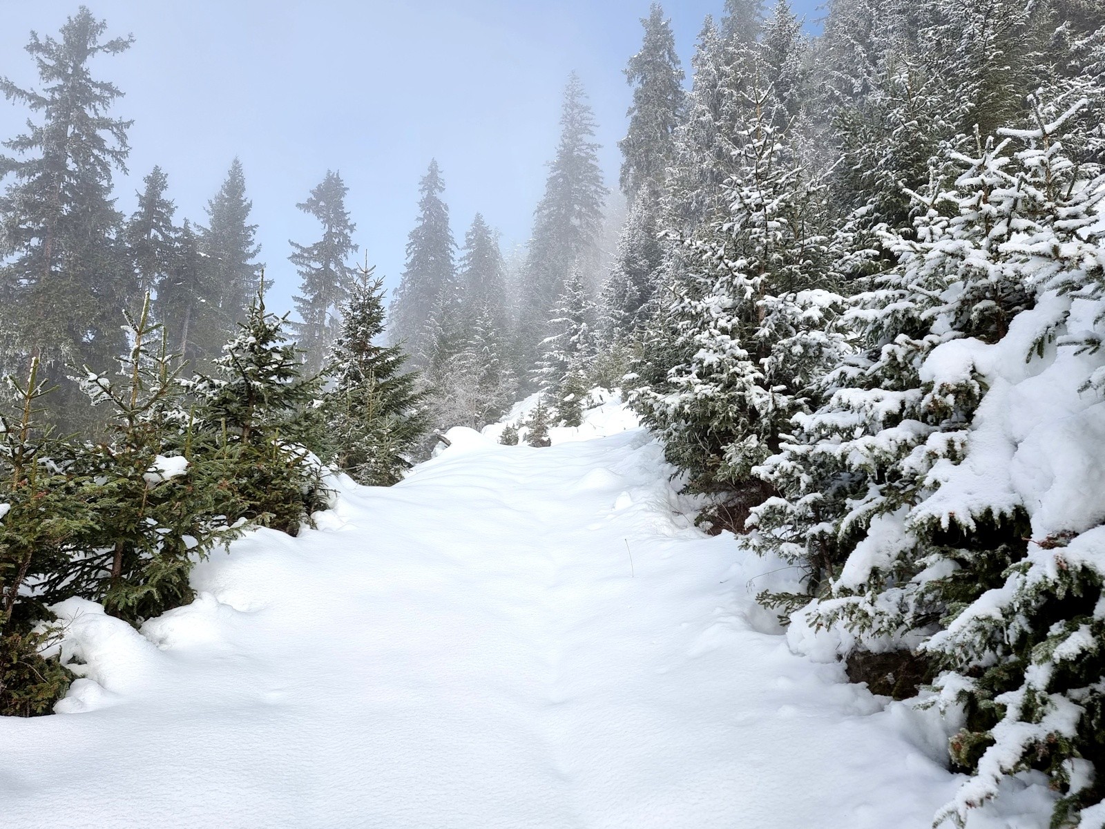 Nous traçons la croûte neigeuse de la route du Bois des Rottes entourés d'une légère brume.&nbsp;