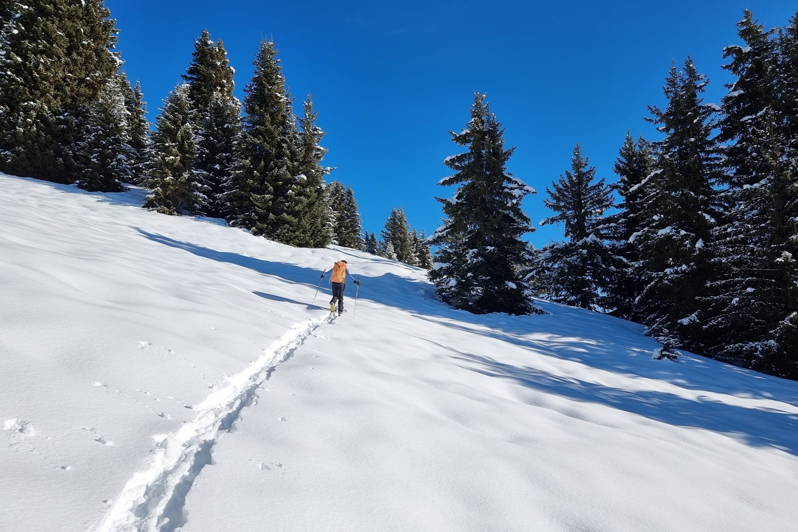 Nous traversons la dernière clairière.&nbsp;
