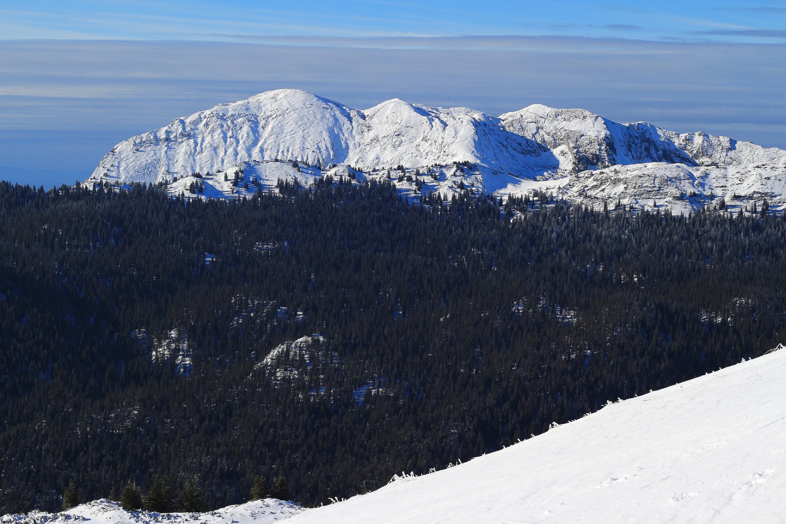 #11 Grande Sure Grande Sure